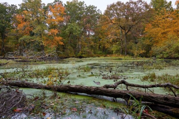 Swampy areas in the southern US