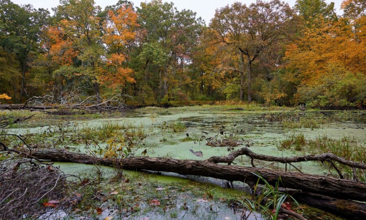 Swampy areas in the southern US